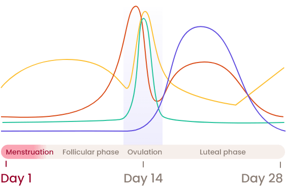 MyForm Graph Menstruation through to the lutel phase