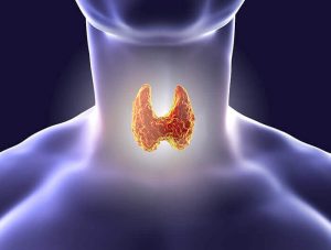 Image of the thyroid in a person's neck