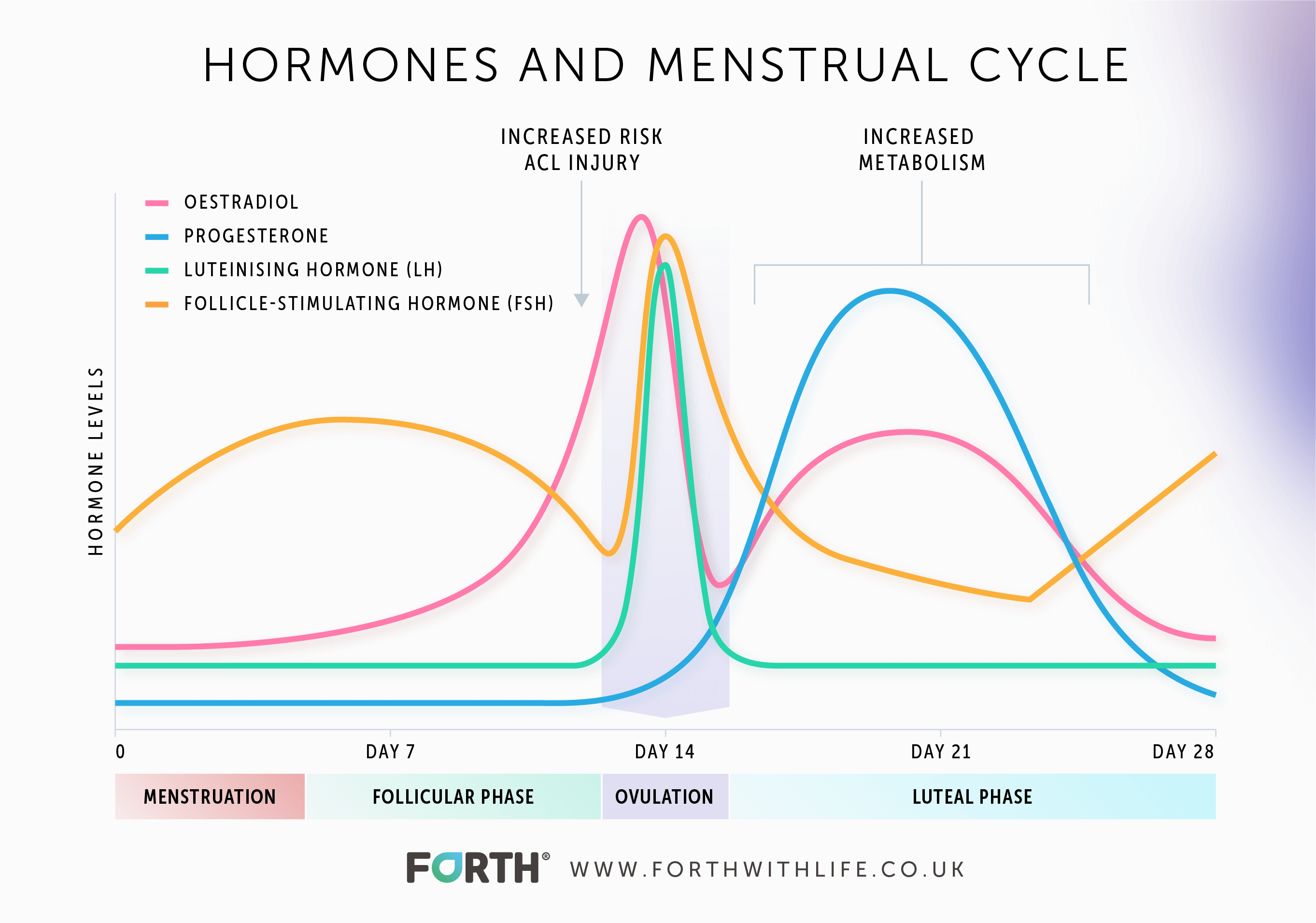 Estrogen Progesterone Cycle