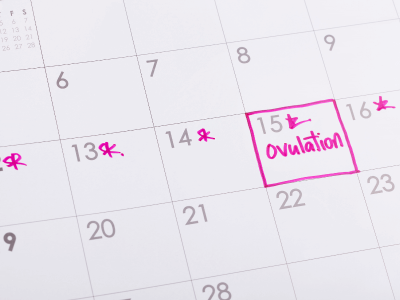 Calendar showing date of ovulation