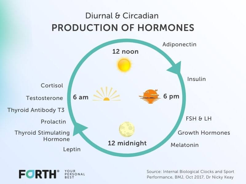 Diurnal & circadian production of hormones chart