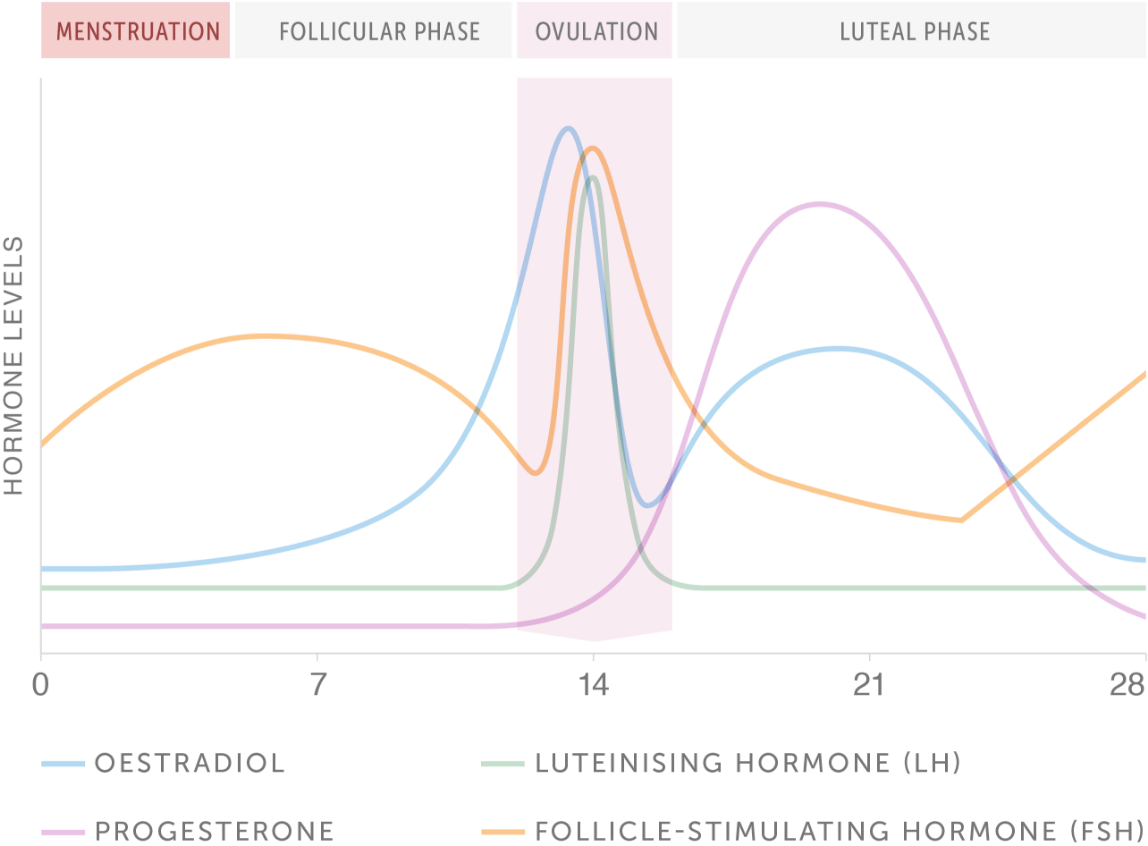 Hormones fluctuation graph showing health markers peaking in ovulation