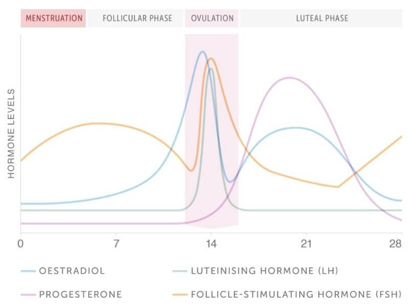 Menstrual cycle graph showing hormone fluctuations across menstrual cycle