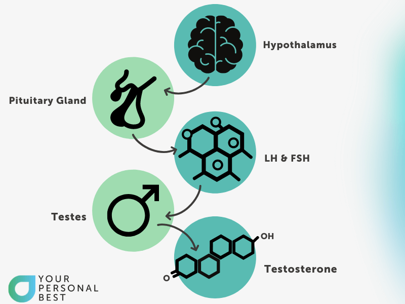 A diagram showing how testosterone is produced