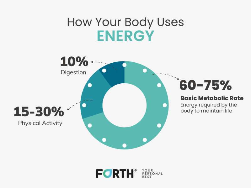 How your body uses energy