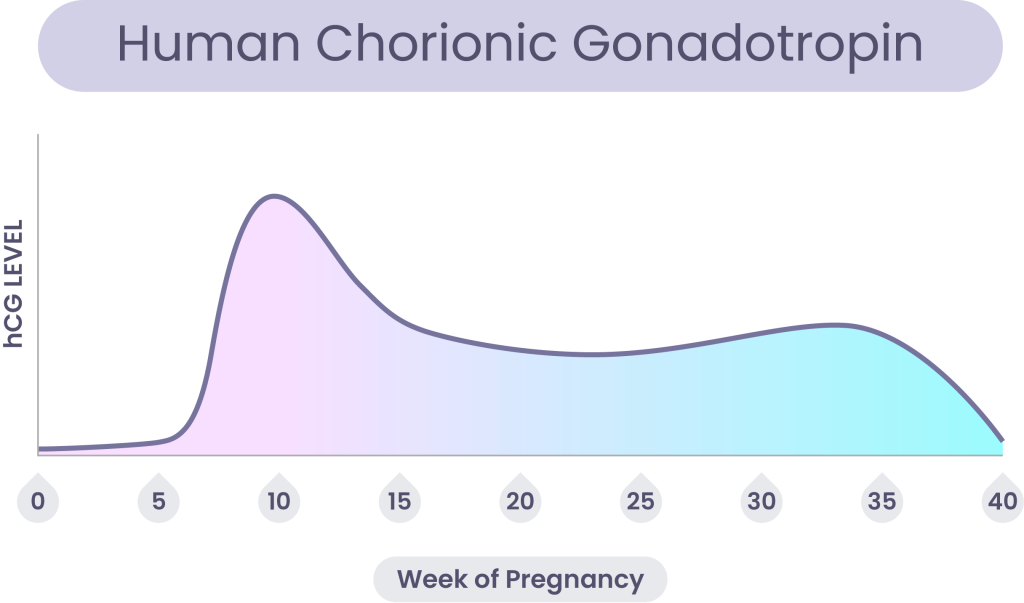 Human chorionic gonadotropin levels changing during pregnancy